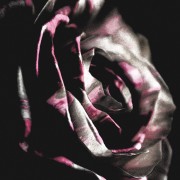 Black_Rose